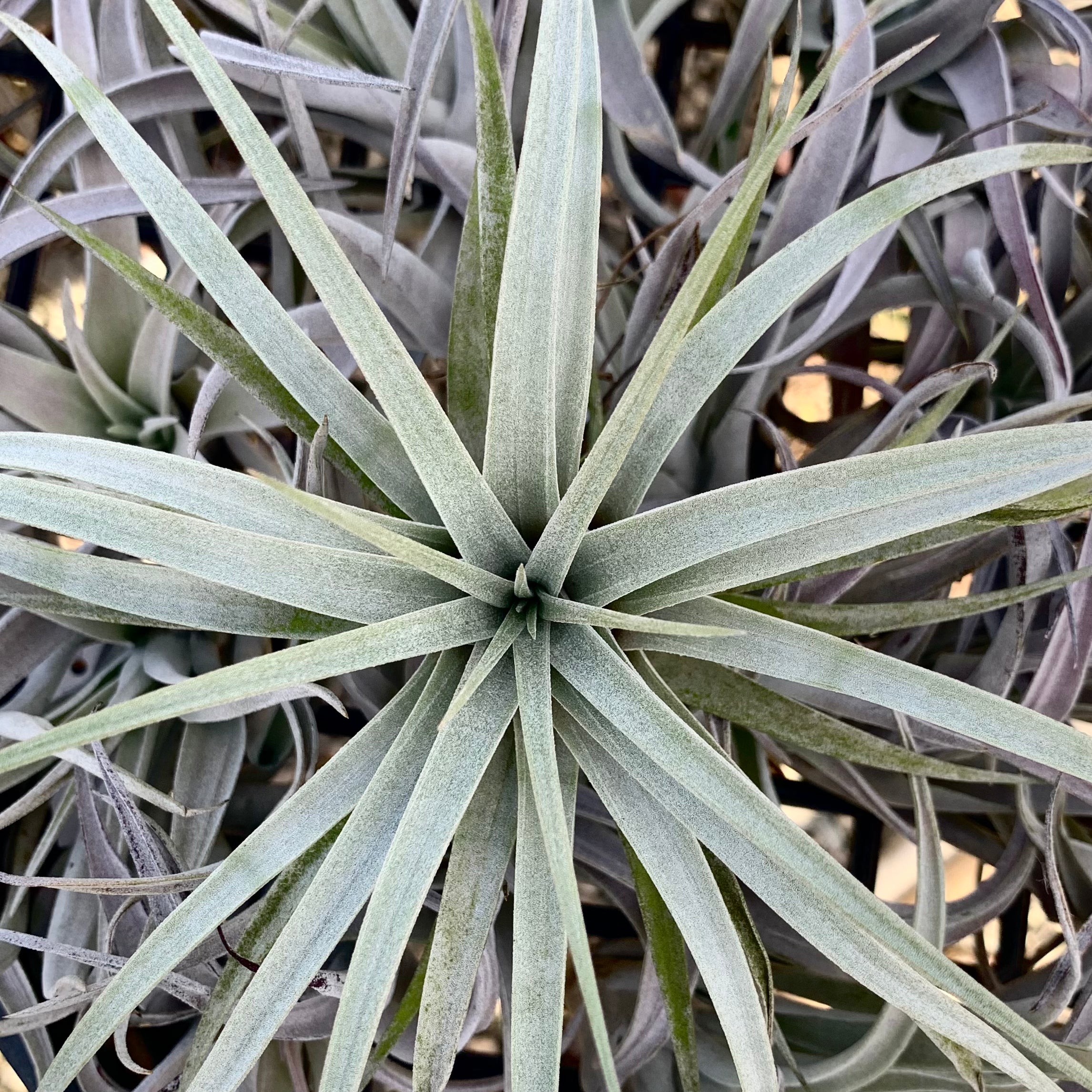 Tillandsia mima chiletensis – Mari's Gardens