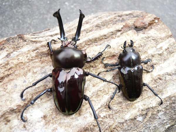 大型 美麗 ブラック☆ ニジイロクワガタ ♂61ミリペア・・・2