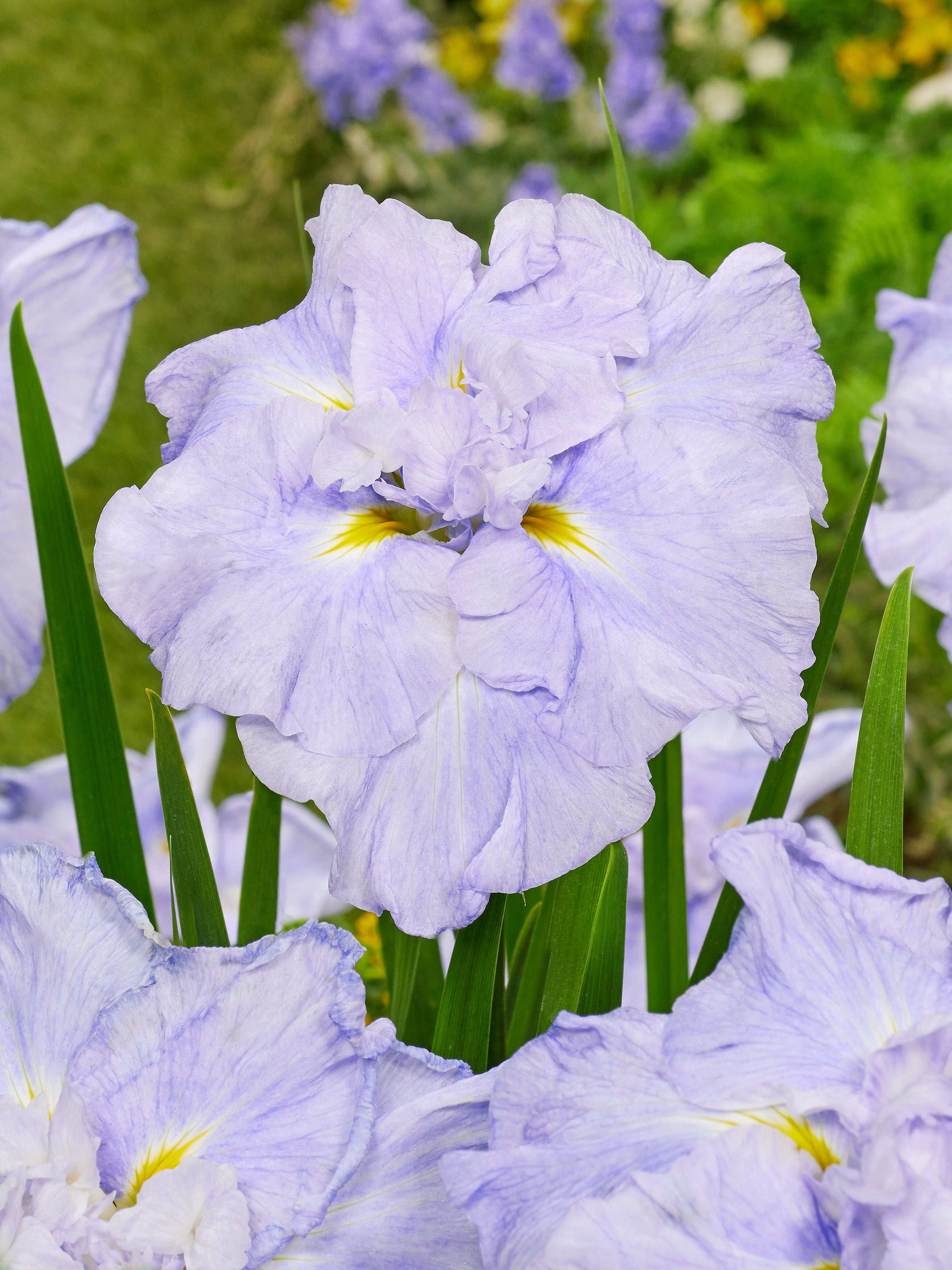 Iris ensata 'Dinner Plate Ice Cream' – Fieldstone Gardens Inc