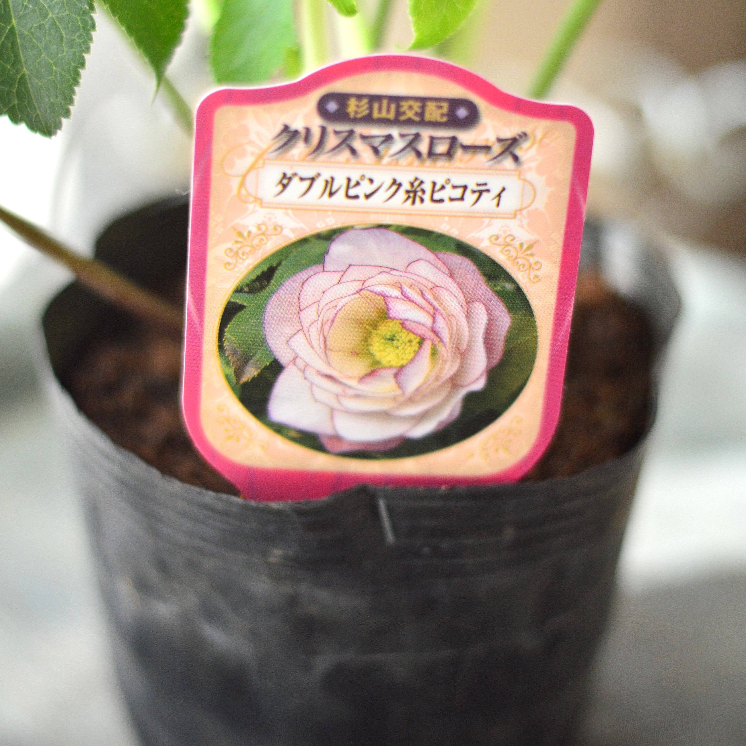 杉光園芸さん】 クリスマスローズ 『ダブル・ピンク糸ピコティ』 4寸POT