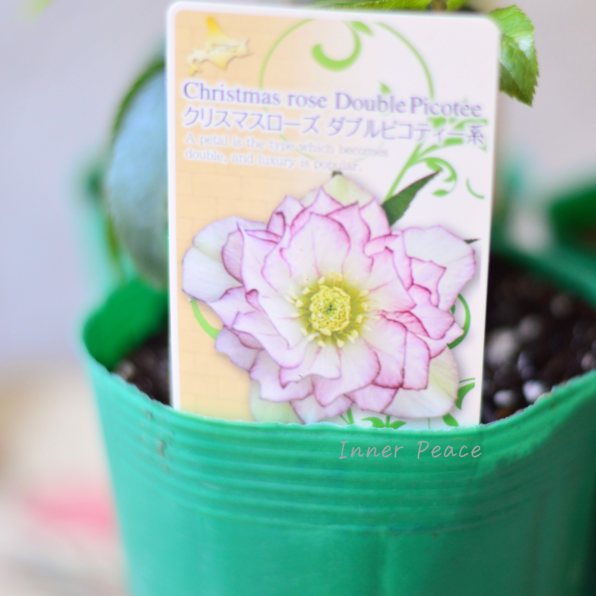 八重咲き】 クリスマスローズ 『ダブルピコティ系』 3.5寸ロングPOT