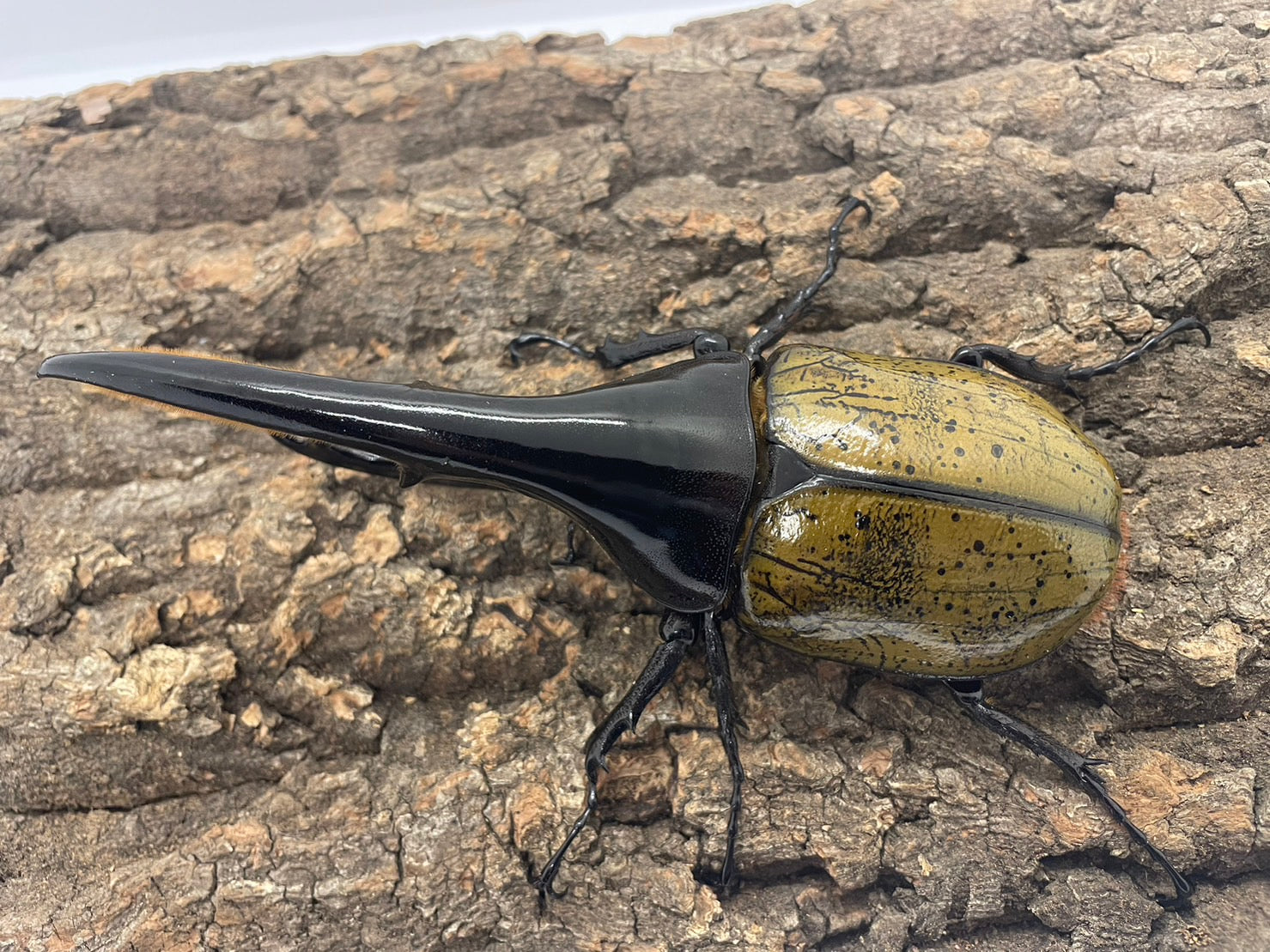 DH.ヘラクレスオオカブト – INSECT SHOP KMY