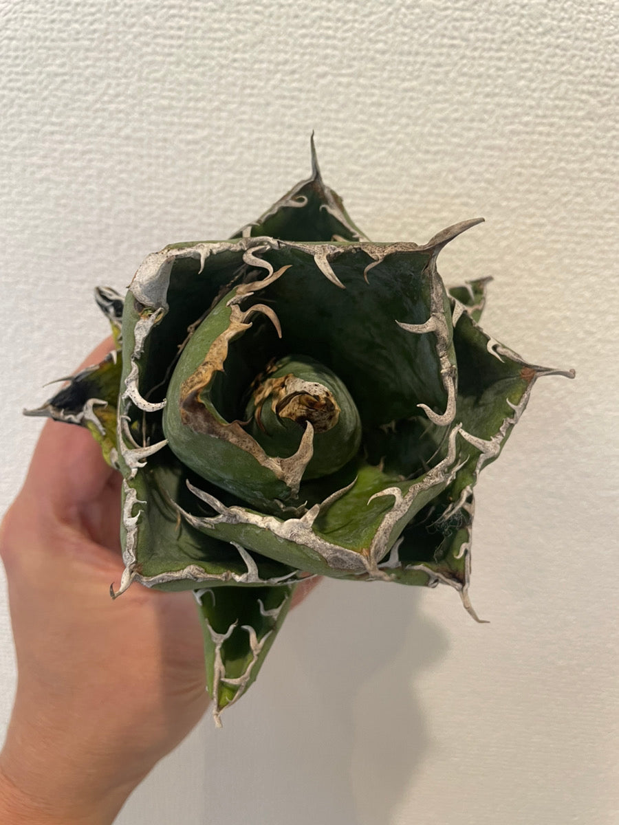 通販】アガベ チタノタ 白鯨 強棘 特選株を限定販売｜青緑の美しい