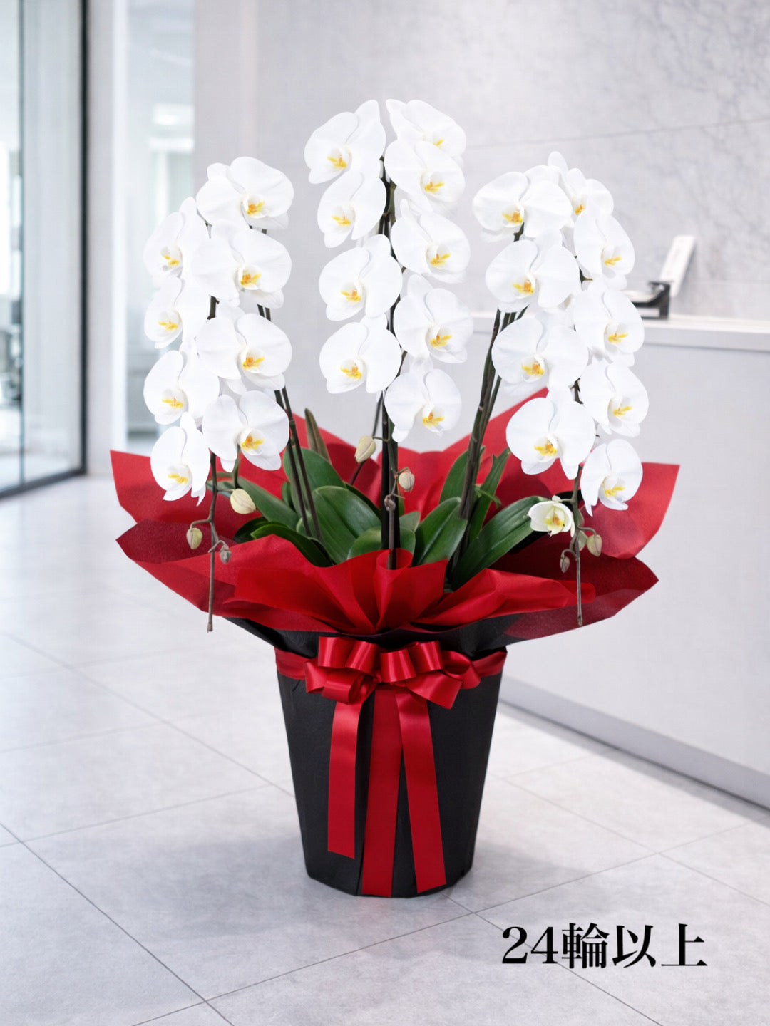 胡蝶蘭 M（送料込み） – さかもと生花園