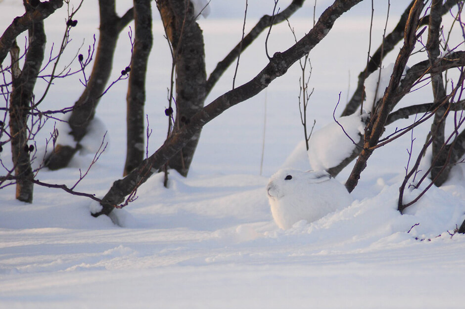 エゾユキウサギ｜利尻礼文サロベツ国立公園 サロベツ湿原センター