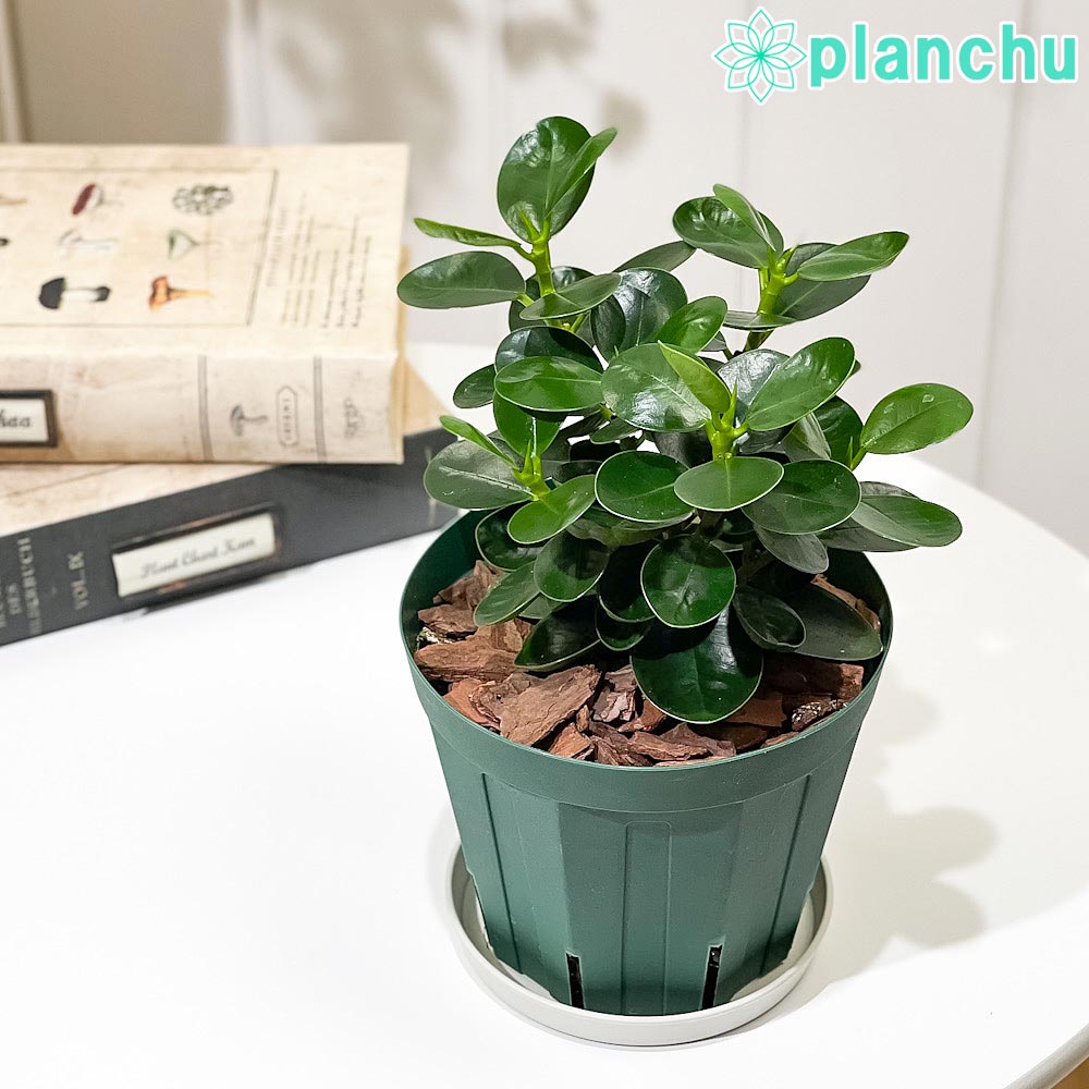 PLANCHU 観葉植物 ガジュマル コパンダガジュマル 4号スリット鉢