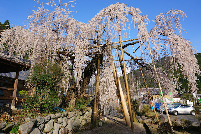 宝蔵寺の枝垂れ桜