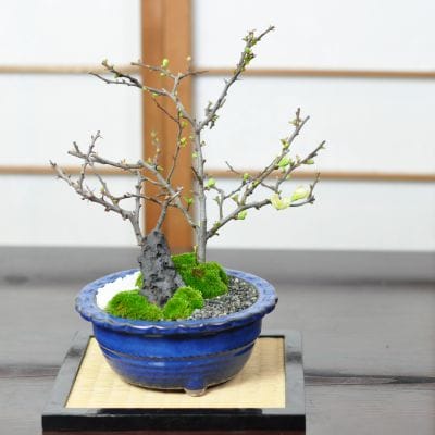 白長寿梅と赤長寿梅の寄植えの盆栽を販売｜盆栽妙 – 盆栽妙 本店