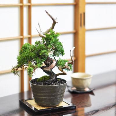 紀州真柏飛龍の盆栽を販売｜盆栽妙 – 盆栽妙 本店