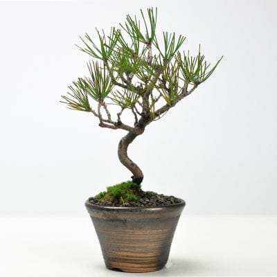 赤松の盆栽を販売｜盆栽妙 – 盆栽妙 本店