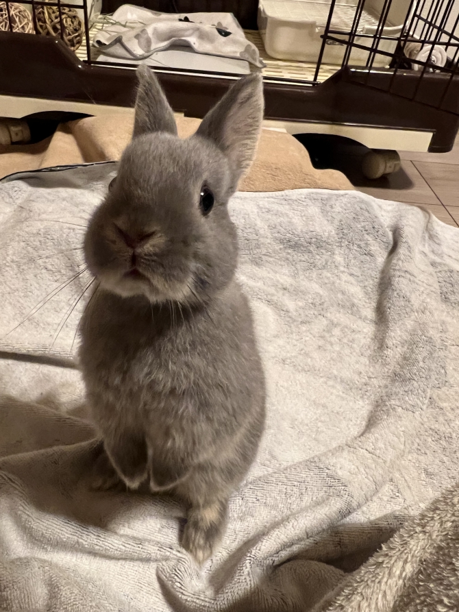 うたっちポーズ（うさぎ：ネザーランドドワーフ）Small Animal Life