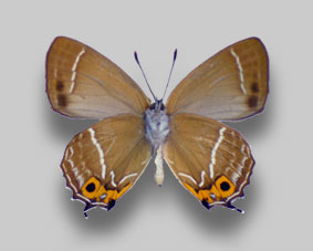 ミドリシジミ標本