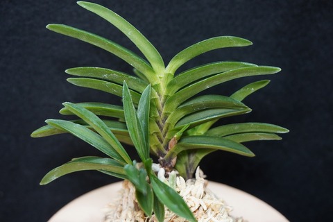 富貴蘭（葉芸）の商品一覧 | 【桜井園芸web shop】 富貴蘭/長生蘭/石斛