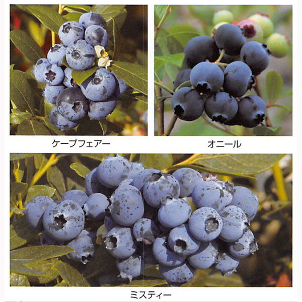 楽天市場】ブルーベリー 品種 組み合わせの通販