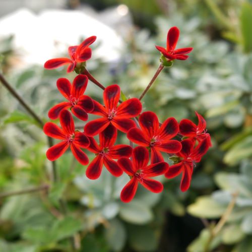 楽天市場】希少 ゼラニウムの通販