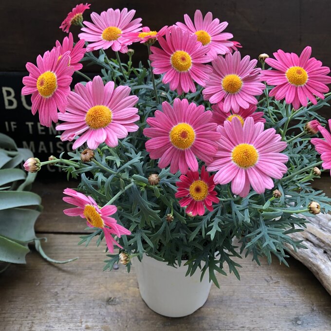 楽天市場】ホイップ マカロン（花・ガーデン・DIY）の通販