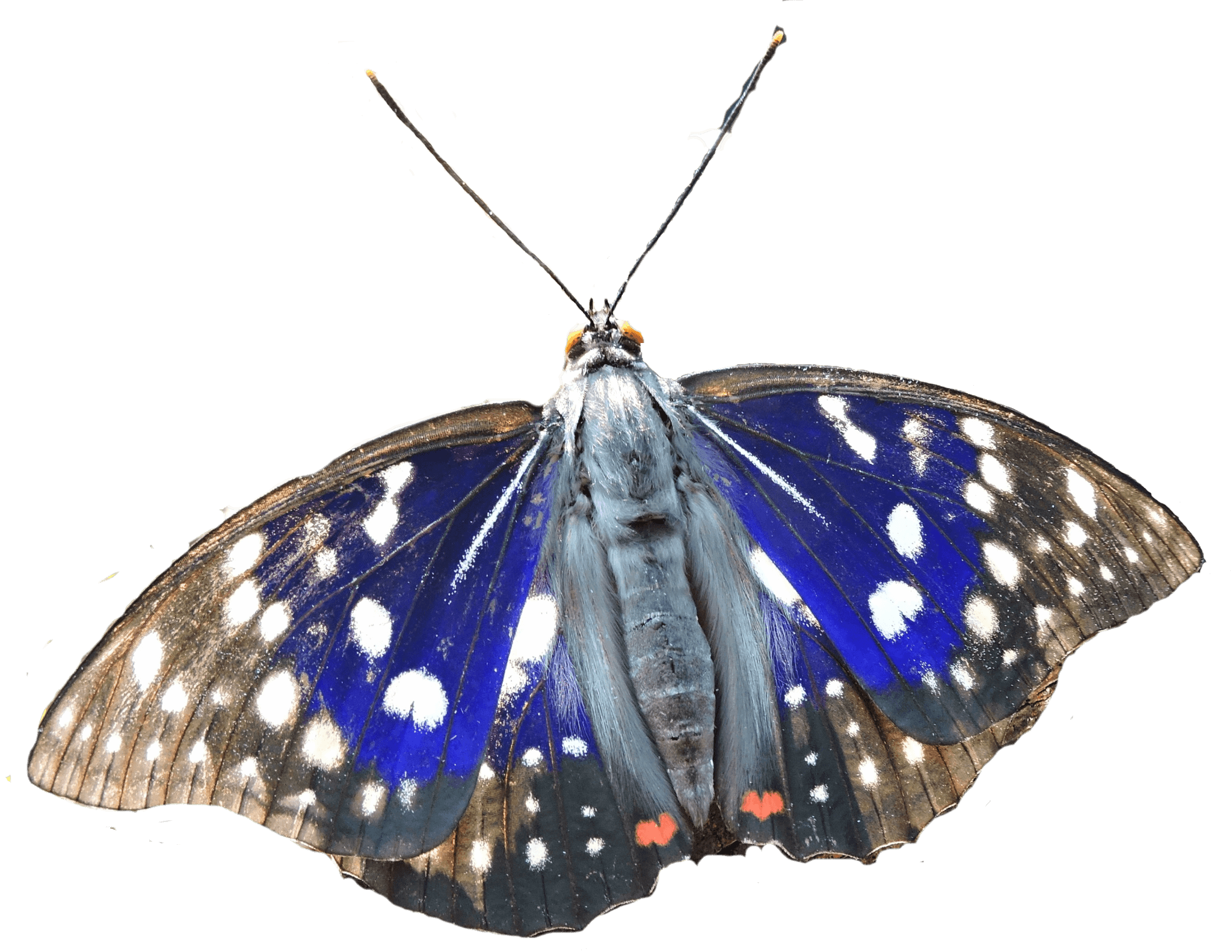 オオムラサキ蝶 | トヨノノPORTAL - 曲がりくねって、ただいま。大阪府