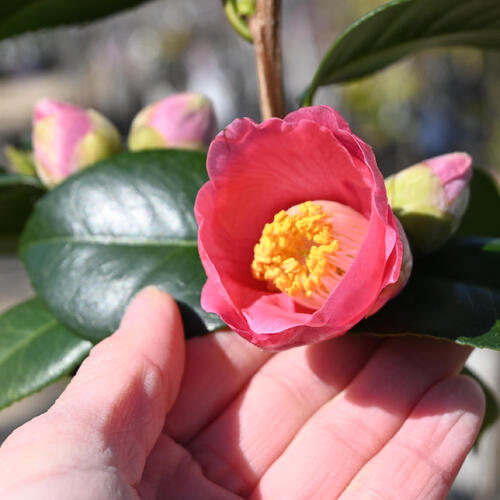 楽天市場】2026年2月～4月開花予定椿苗 藤衣 中輪 一重咲き 庭木