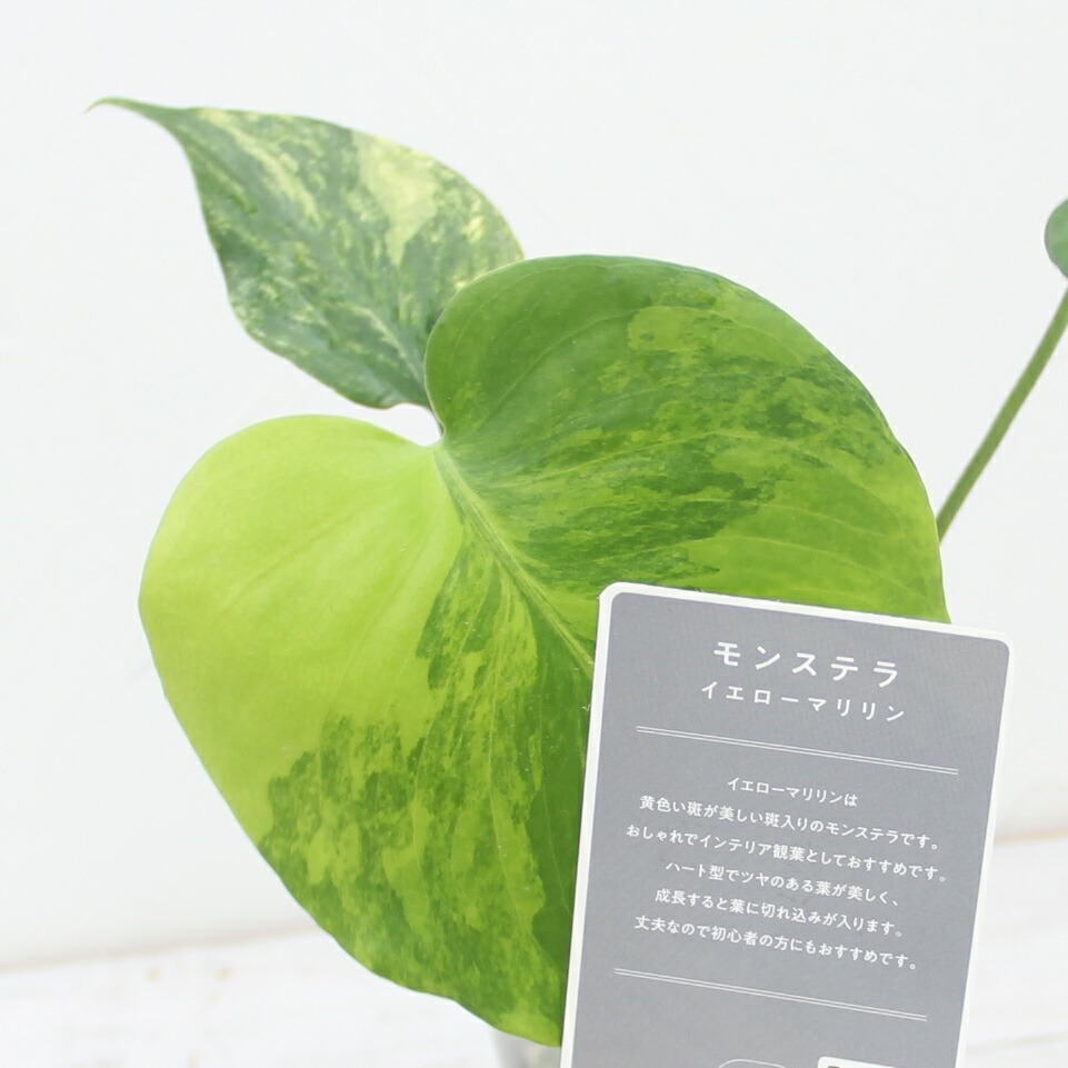 楽天市場】『モンステラ イエローマリリン』観葉植物 黄斑 3号ポット鉢