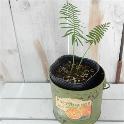 楽天市場】観葉植物 ディオーン エデュレ ソテツ 9cmポット 観葉植物