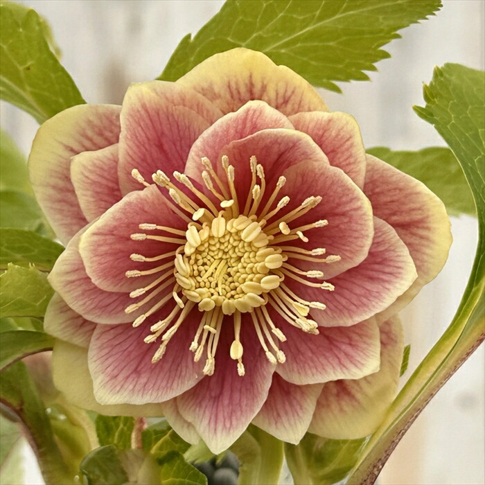 クリスマスローズ　広瀬園芸【ソレイユ】開花株 楽天市場】 クリスマスローズ > 開花株 > 広瀬園芸 : フラワーネット