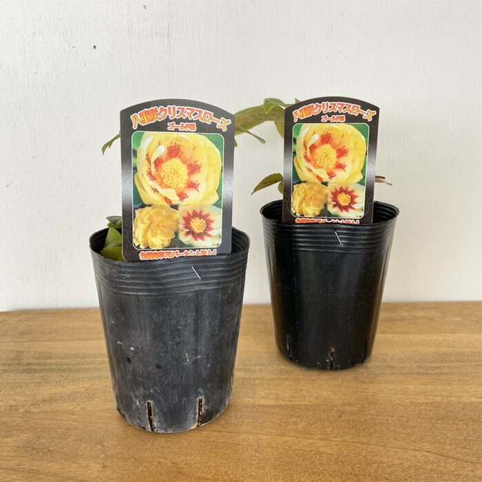 楽天市場】クリスマスローズ苗 ネオン系ダブル 10.5cmポット 曽田園芸