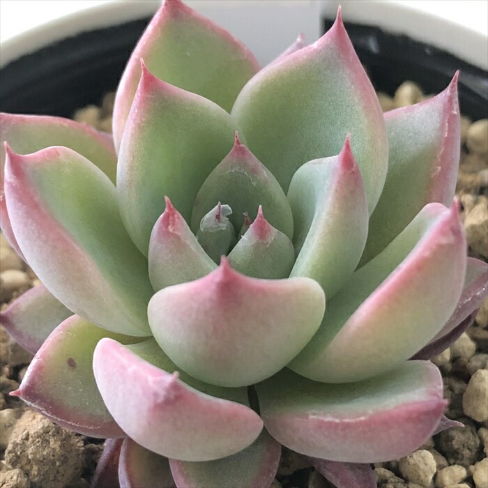 おらいさん苗 リンゼアナ実生【札付き】【希少苗】 【公式通販】