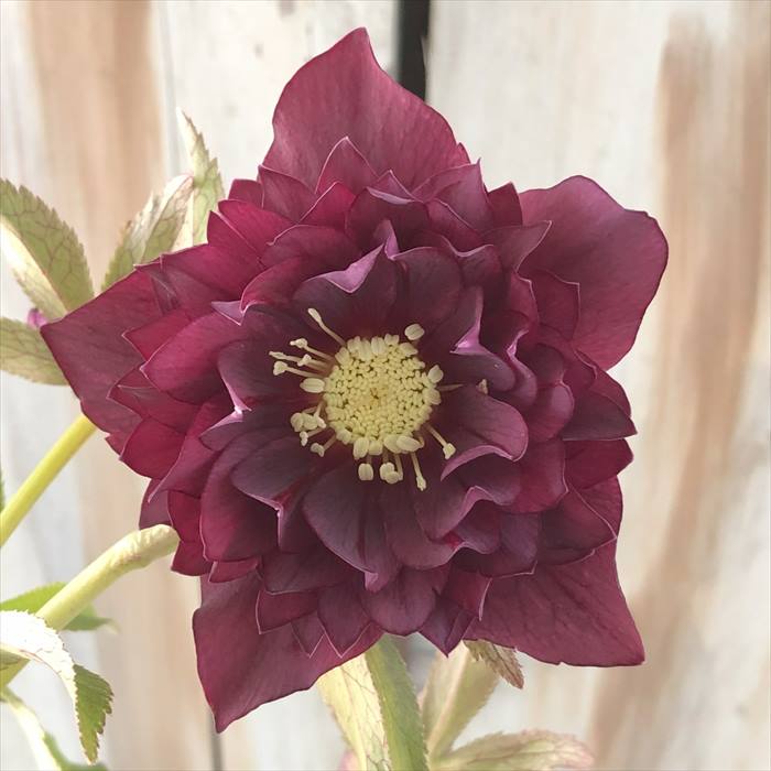 楽天市場】クリスマスローズ 広瀬園芸 レッドオーレア系 多弁 ダブル