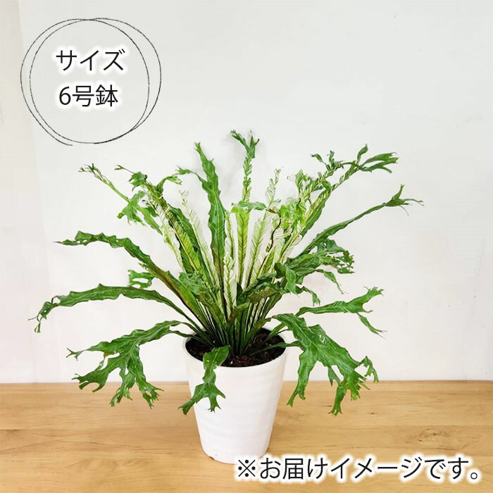 楽天市場】観葉植物 アスプレウム ニダスバリエガータ 6号鉢 送料無料