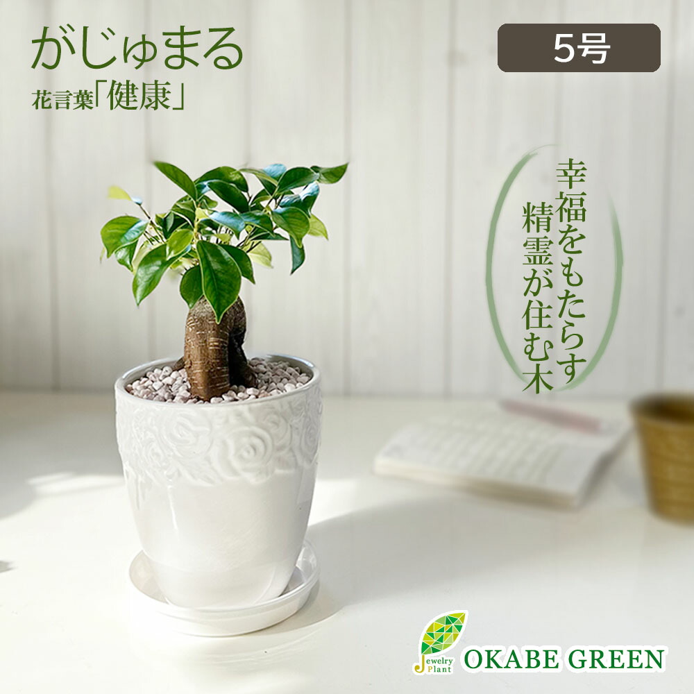 楽天市場】観葉植物 ガジュマルの木 フィカス 5号 素敵な白薔薇陶器鉢