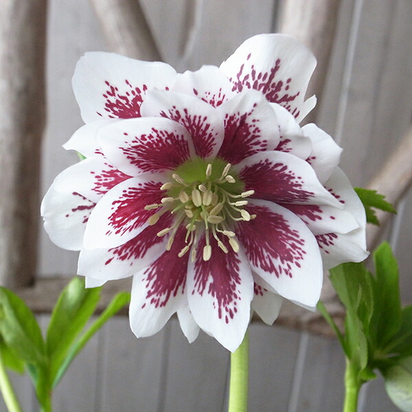 楽天市場】クリスマスローズ ダブル 開花株 ホワイトブロッチ 5号 現品