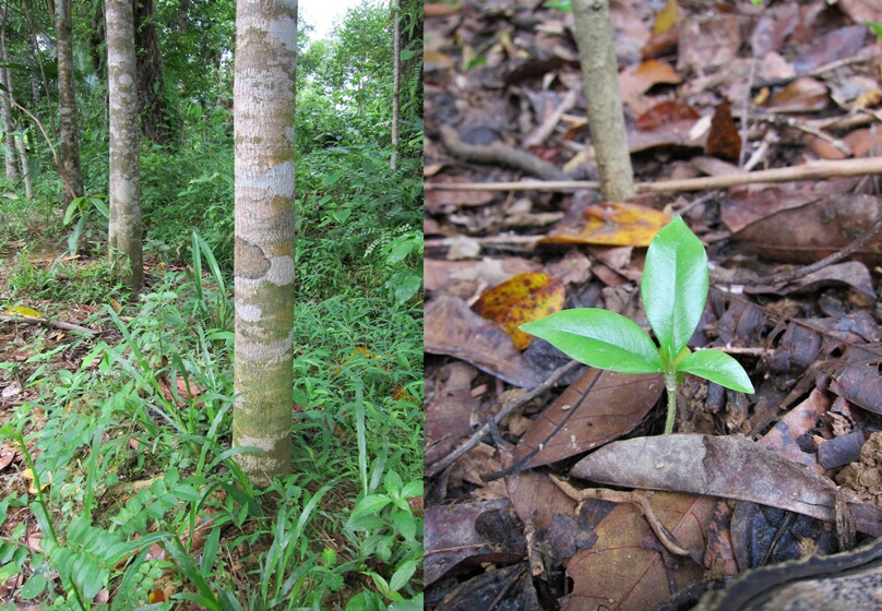 楽天市場】沈香 ベトナム産高級栽培沈香【訳あり中高ランク】100g