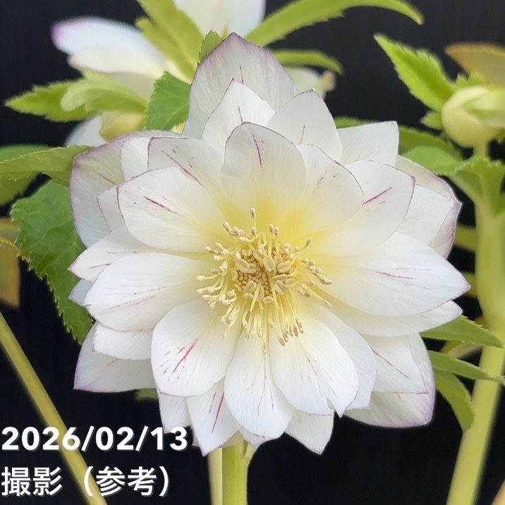 楽天市場】広瀬園芸 クリスマスローズ ソレイユの通販