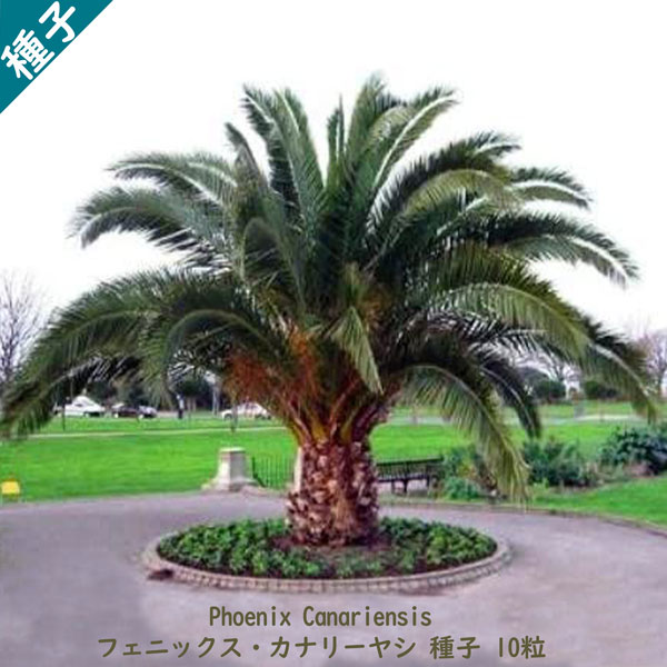 楽天市場】観葉植物 種子 種 カナリア諸島 ヤシ科 Phoenix Canariensis