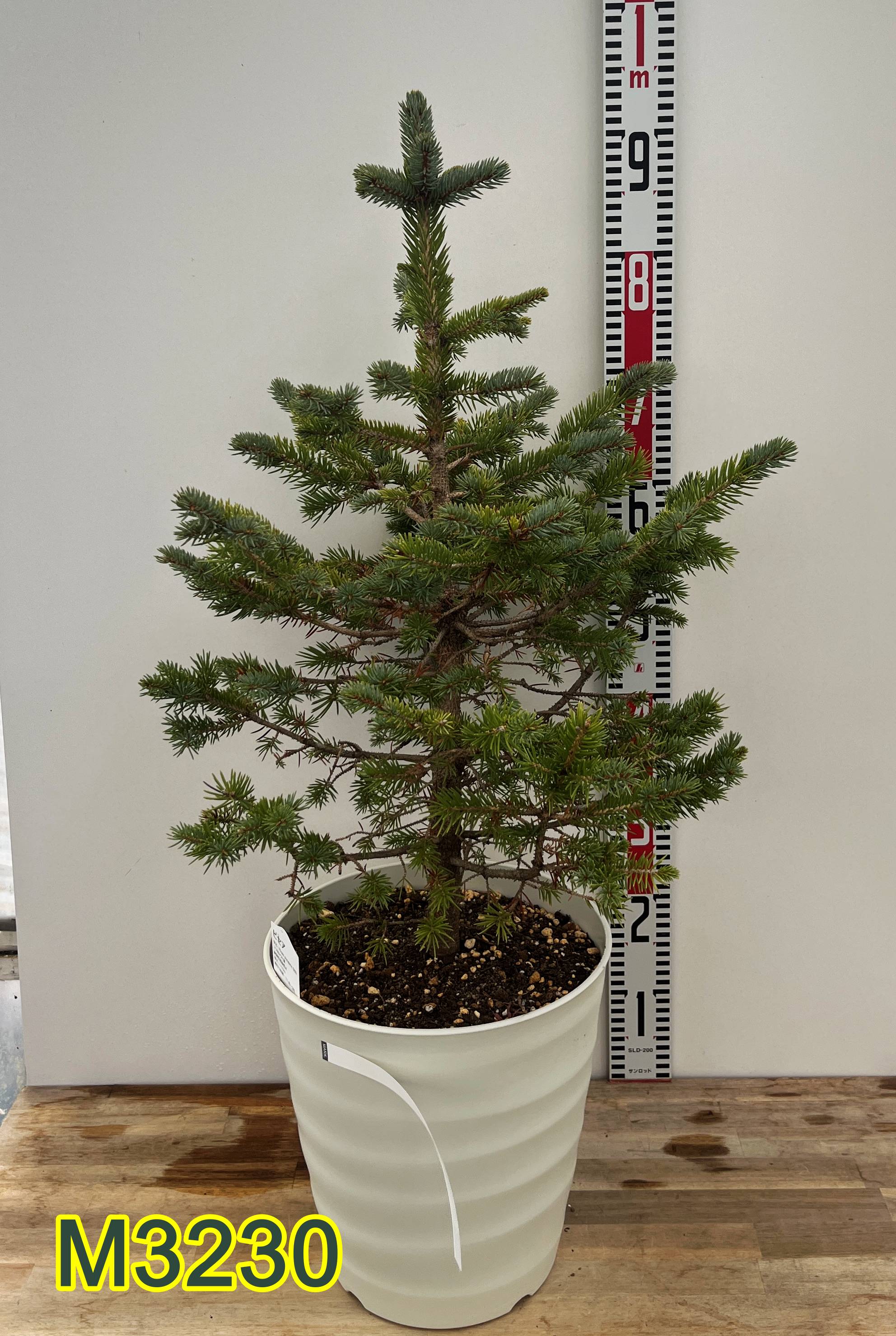 楽天市場】【現品発送】ピセア・プンゲンストウヒ スーパーブルー 苗木