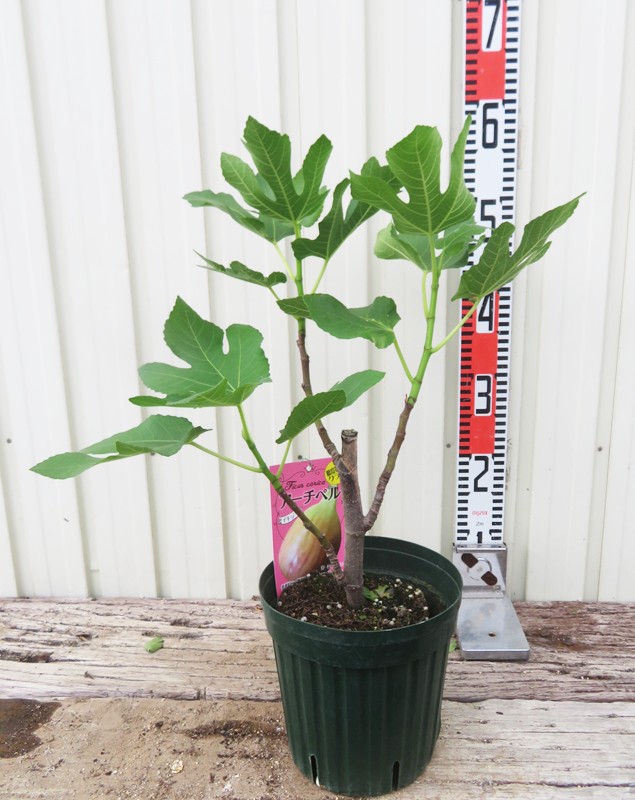 楽天市場】無花果（イチジク）アーチペル 苗木 5.5号（k02） : 千草園芸