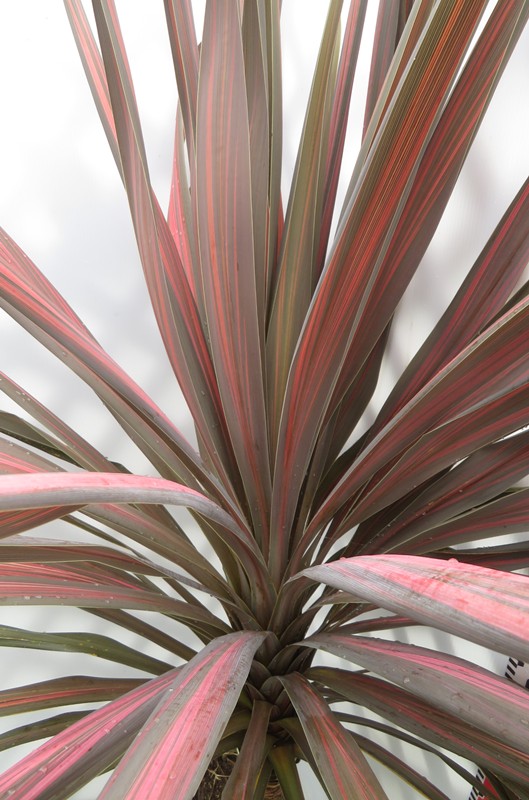 楽天市場】ドラセナ コルジリネ コーヒークラシック 苗木 6号