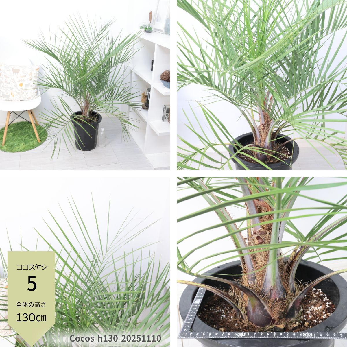 楽天市場】＼ポイント5倍／【選べる現品発送】 大型 ココスヤシ 10号鉢