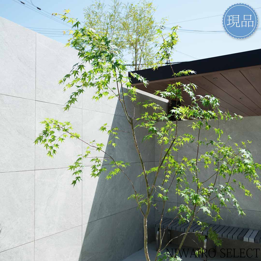 楽天市場】【現品】山採り【イロハモミジ】紅葉 株立ち 自然風樹形