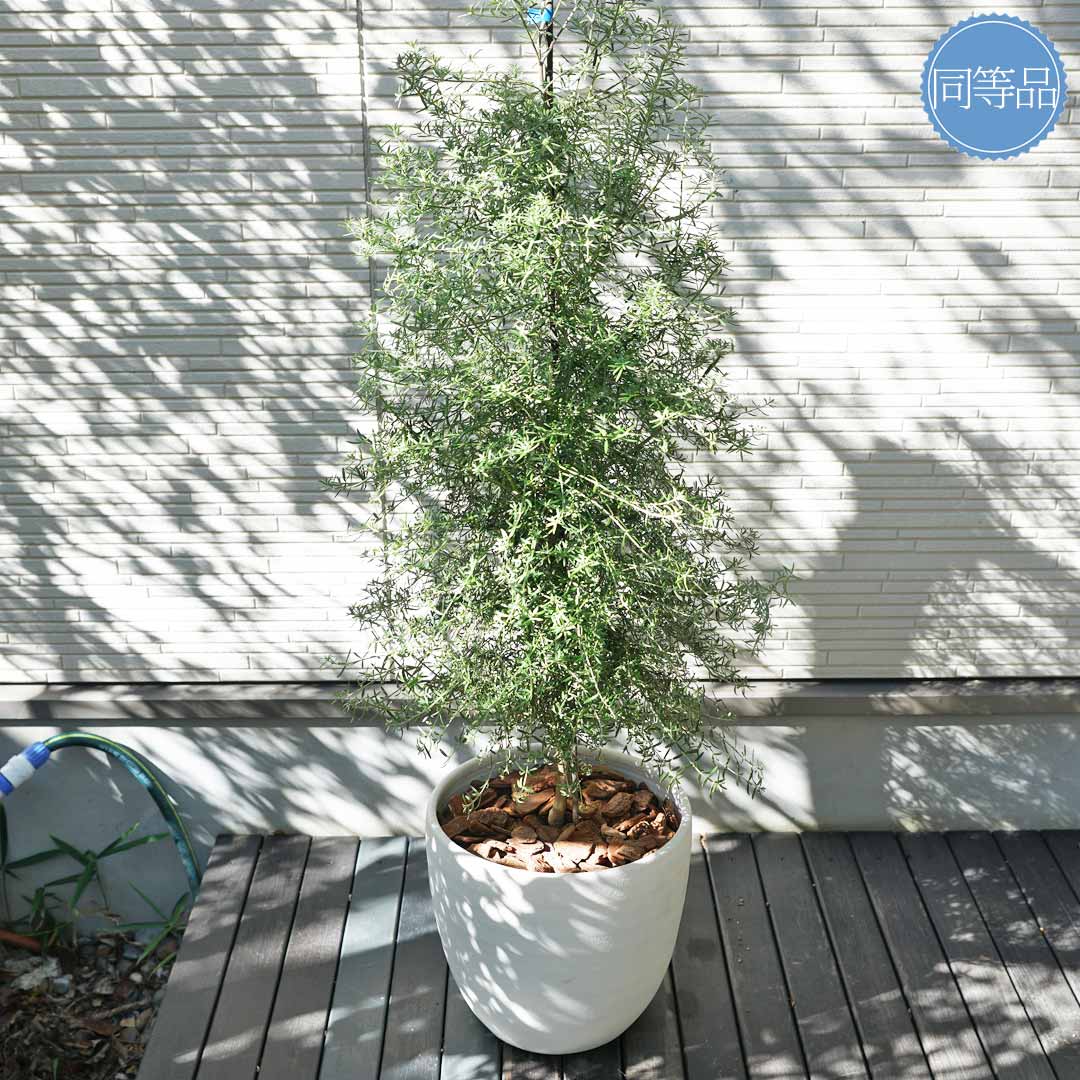 楽天市場】鉢植え【ウエストリンギア】クリスマスツリー風仕立て