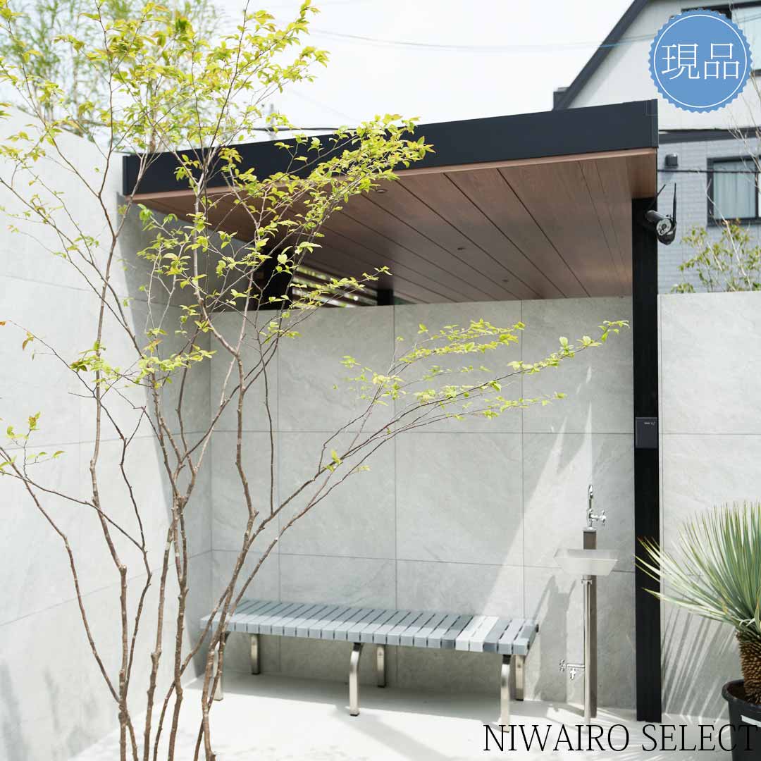 楽天市場】【現品】山採り【ナツハゼ】夏櫨 本株立ち 自然風樹形 樹高H