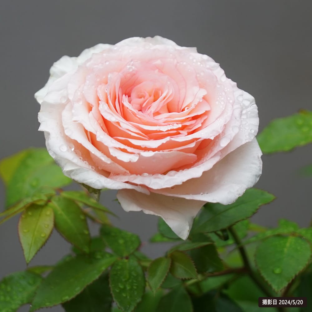 楽天市場】つるバラ 【マカロン ピンク】 2年生大苗 登録品種・品種