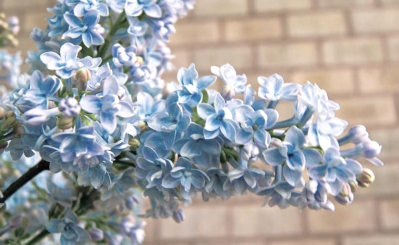 楽天市場】ライラック プレジデントグレビー 接木2年生 1本 : e-フラワー