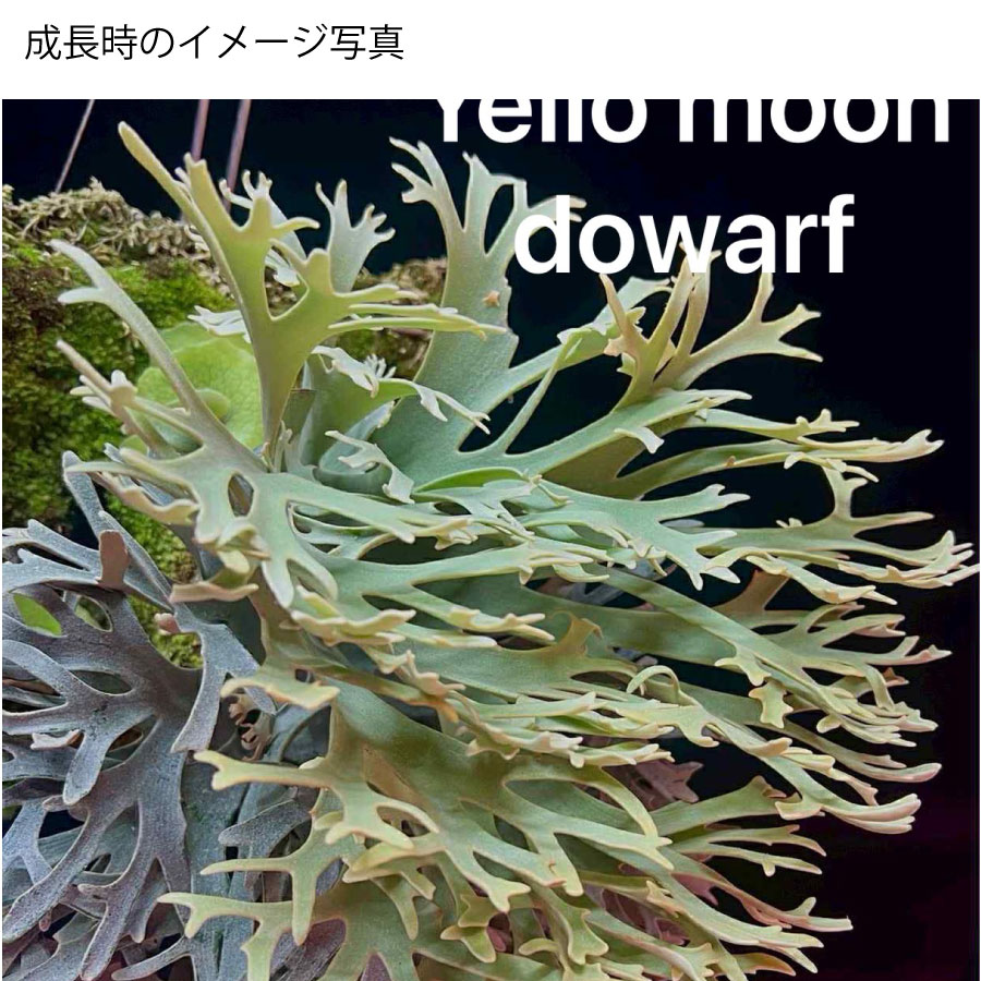 楽天市場】コウモリラン ビカクシダ ウィリンキー イエロームーン