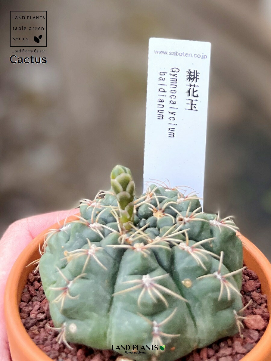 楽天市場】【多肉植物】 サボテン（緋花玉：ヒカダマ） 3号 茶色