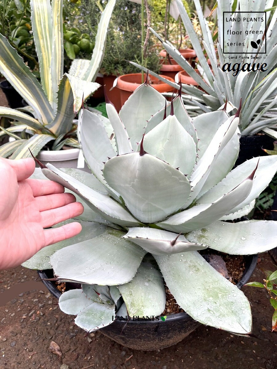 楽天市場】アガベ（トルンカータ） 8号 ポット苗 1鉢 アガベ・パリー