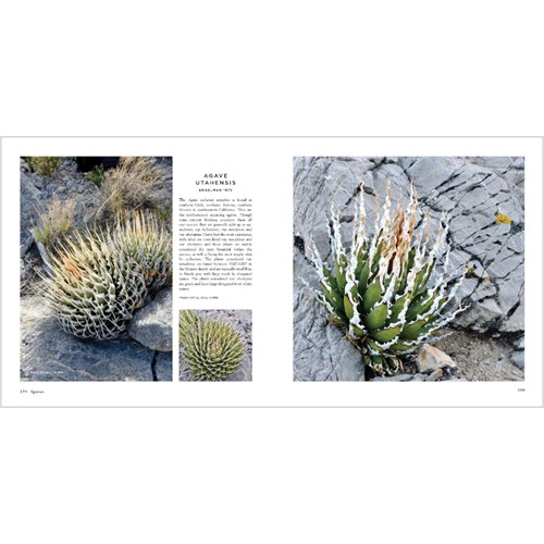 楽天市場】Agave Species Cultivars ＆ Hybrids アガベ 著者 Jeremy