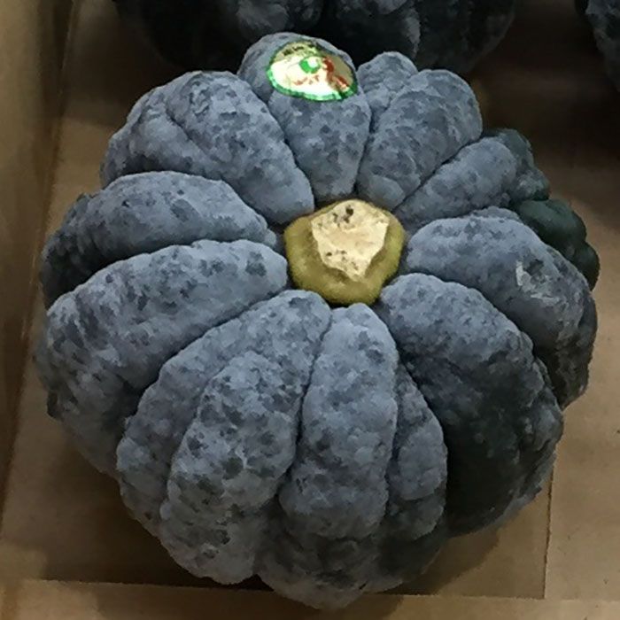 楽天市場】宮崎県産 黒皮かぼちゃ S〜Mサイズ 8個前後入り 5kg 送料