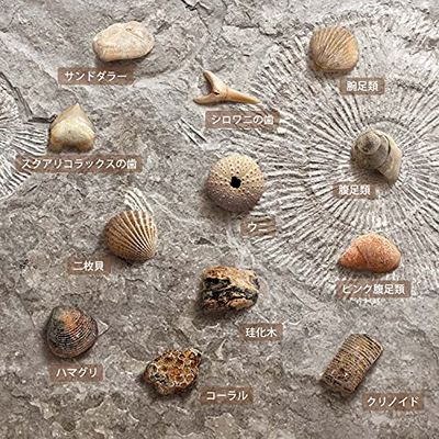 楽天市場】XXTOYS 化石発掘キット 化石標本 化石 発掘 キット 天然化石