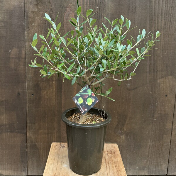 観葉植物 5号 オリーブの木」の人気商品一覧 | 安い商品を通販サイト